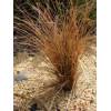 Carex comans &quot;Bronco&quot;